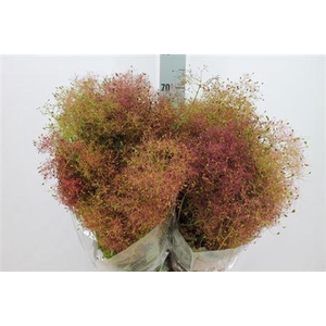 Cotinus Hair Red Pbs 200 Gram