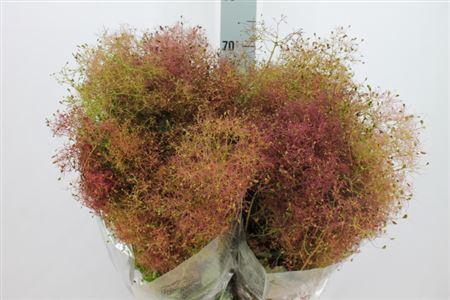 <h4>Cotinus Hair Red Pbs 200gr</h4>