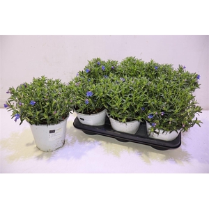 Glando Dif Heaven Bl