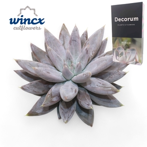 Echeveria Tolianensis Cutflower Wincx-10cm