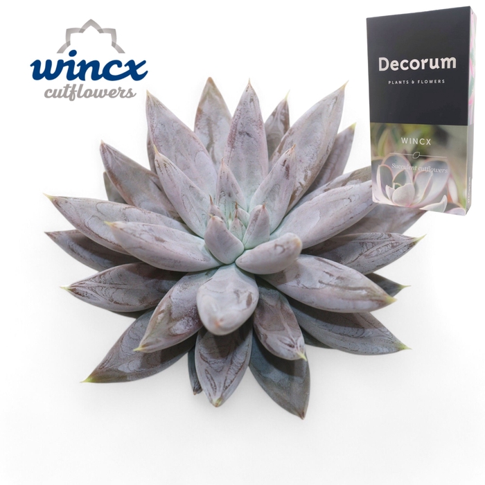 <h4>Echeveria Tolianensis Cutflower Wincx-10cm</h4>