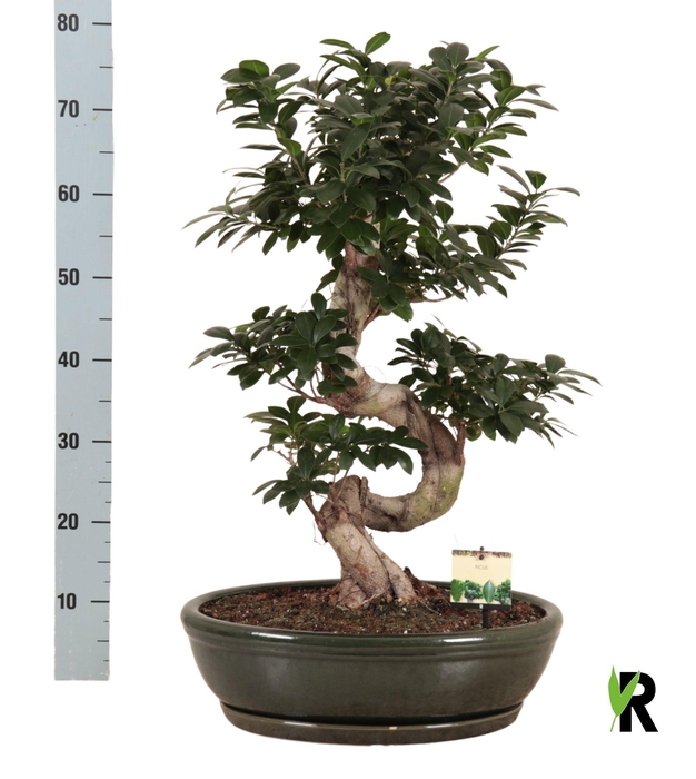 <h4>FIC MI GINSENG</h4>