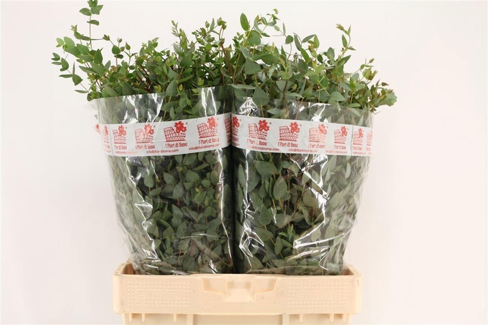 <h4>EUC GUNNII P BS</h4>