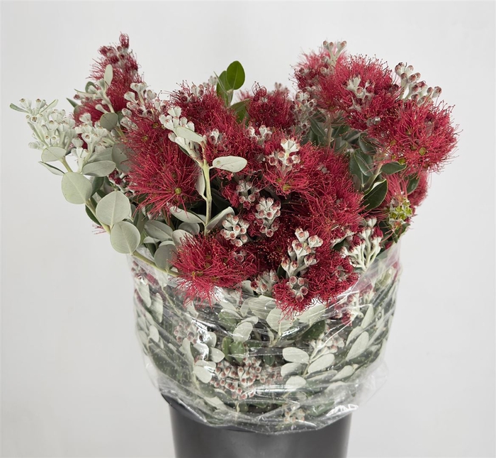 Pittosp Ralphi Flower Pbs