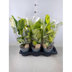 Ctenanthe pilosa 'Mosaic'