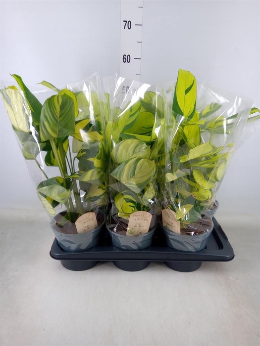 <h4>Ctenanthe pilosa 'Mosaic'</h4>