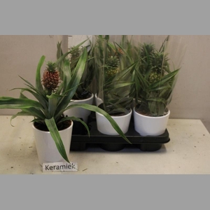 ANANAS CHAMPACA