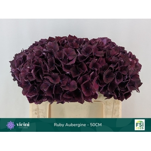 HYDR M MAG RUBYRED P