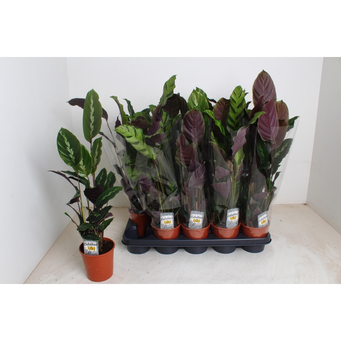 <h4>CALAT GEM 2 SRT</h4>