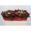 Hypericum Rainbow Romance