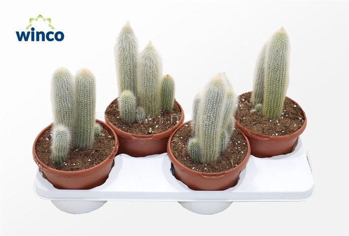 <h4>Cleistocactus Straussi</h4>