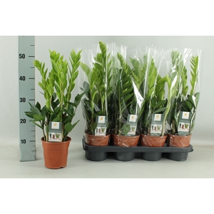 ZAMIO ZAMIIFOLIA