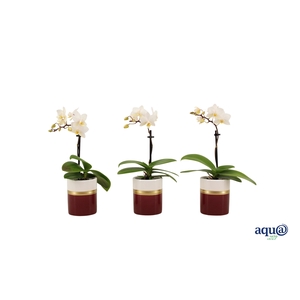 Dolomite Horizon Bordeaux Tiny Dolls Wit 1T7+ Aqu@