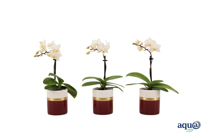 <h4>Dolomite Horizon Bordeaux Tiny Dolls Wit 1T7+ Aqu@</h4>