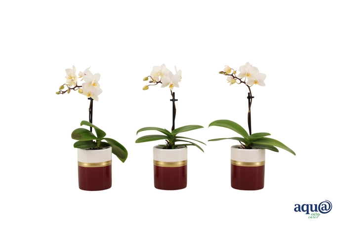 <h4>Dolomite Horizon Bordeaux Tiny Dolls Wit 1T7+ Aqu@</h4>