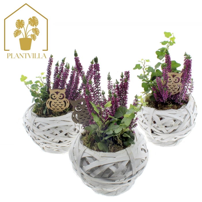 <h4>ARR TUINPLANTEN</h4>