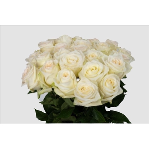 Rosa ec candlelight