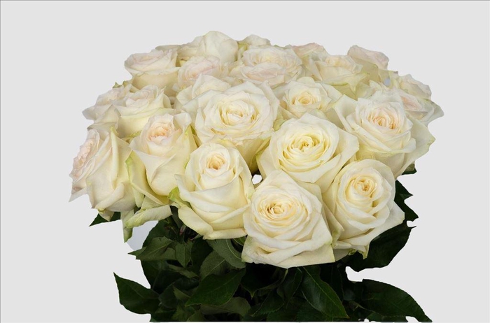 <h4>Rosa ec candlelight</h4>