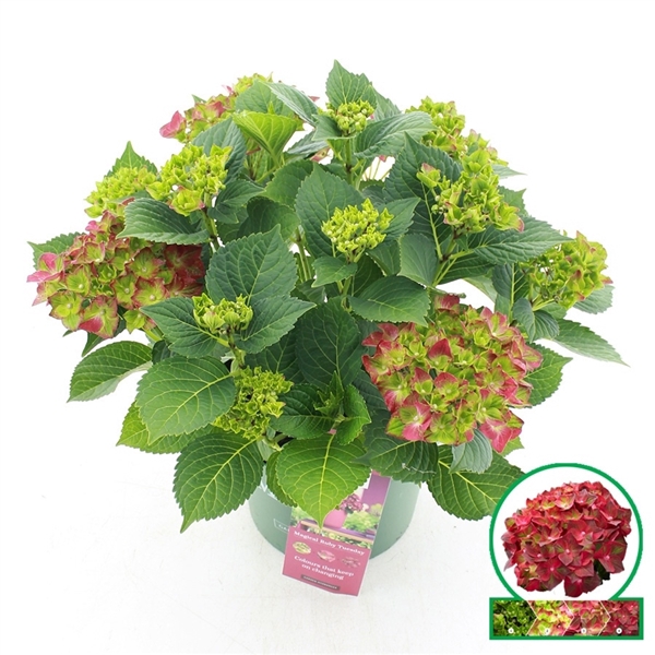 <h4>Hydrangea macr. Magical® 'Ruby Tuesday'® C5 (23cm.) Kn.</h4>