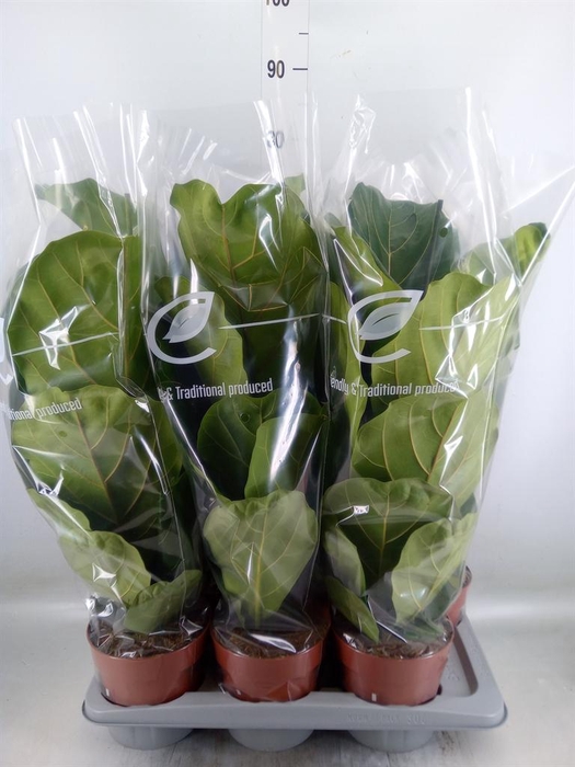 <h4>Ficus lyrata</h4>