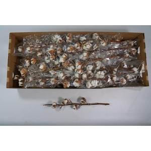 Cotton Gossypium Premium