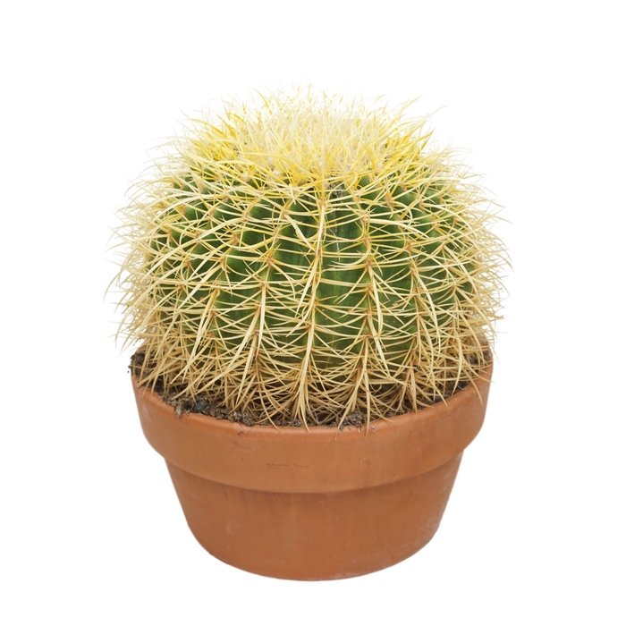 <h4>Echinocactus grusonii</h4>