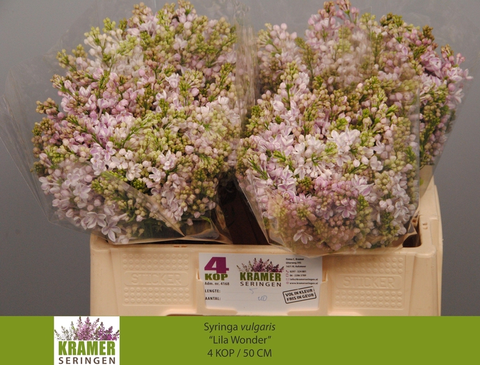 <h4>SYR V LILA WONDER</h4>