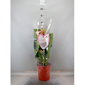 Anthurium andr. 'Fantasy Love'