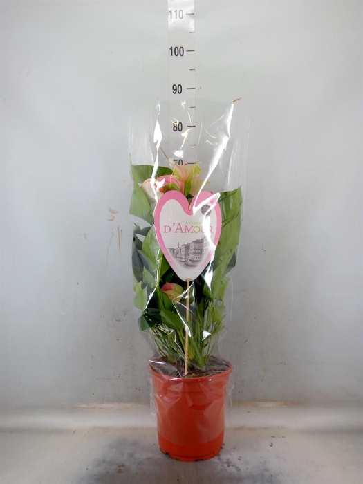 <h4>Anthurium andr. 'Fantasy Love'</h4>