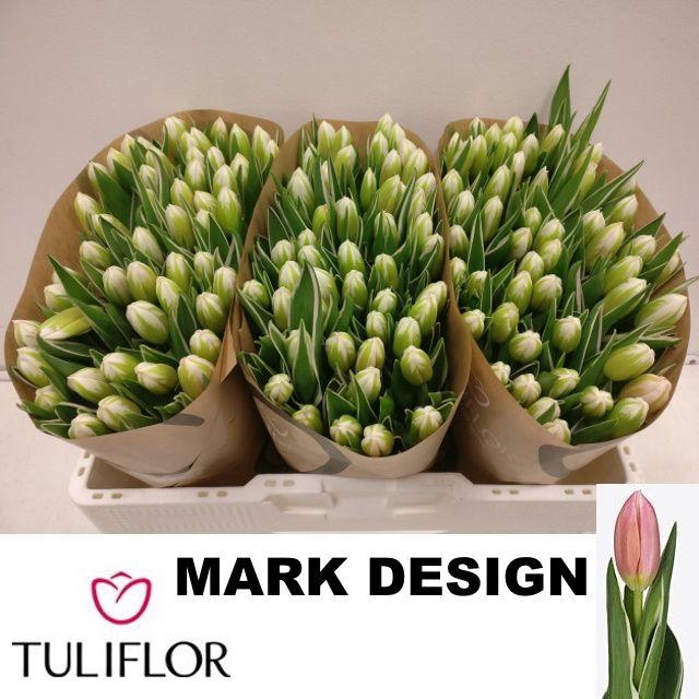<h4>TU EN MARK DESIGN</h4>