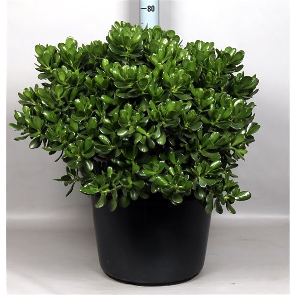 <h4>Crassula Argentea Ovata</h4>