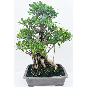 Ficus retusa, pot 45cm. Height 90cm. (single item)