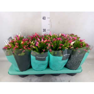 Schlumbergera   ...mix 4