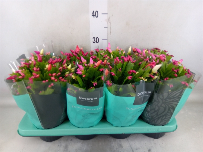 <h4>Schlumbergera   ...mix 4</h4>