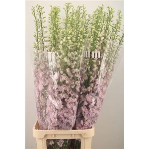 Delph El Dewi Fame Dark Pink