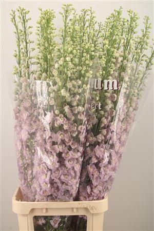 <h4>Delph El Dewi Fame Dark Pink</h4>