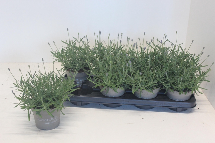 Lavan An Essence Pur