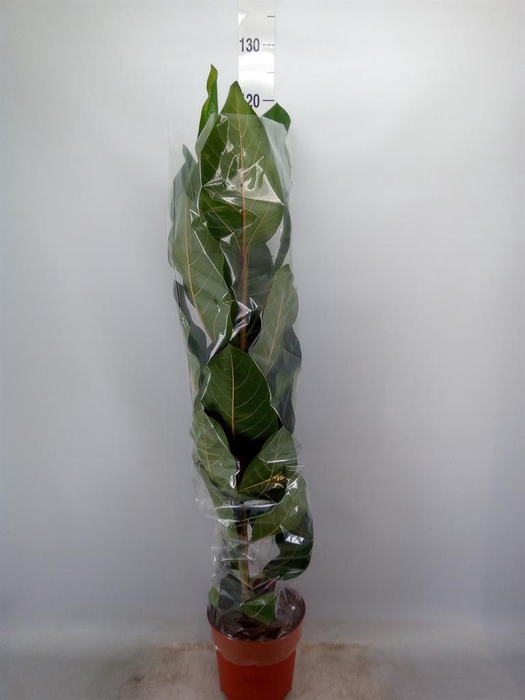 <h4>Ficus benghalensis 'Joy'</h4>