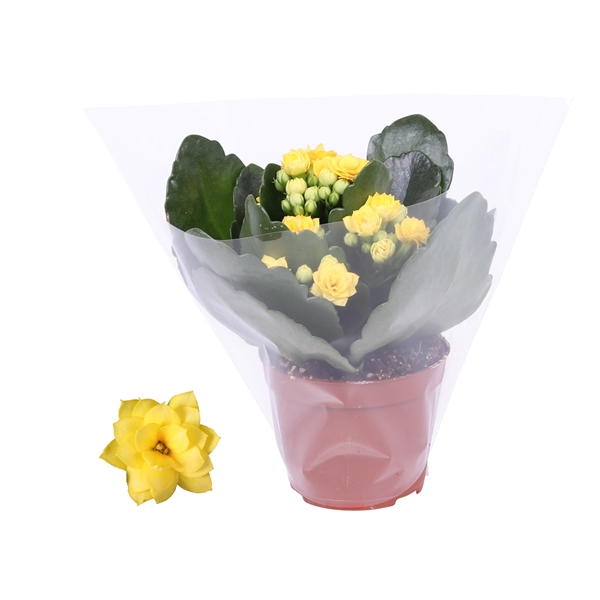 <h4>Kalanchoe Rosalina 06cm Don Amarillo geel, Blanco hoes</h4>