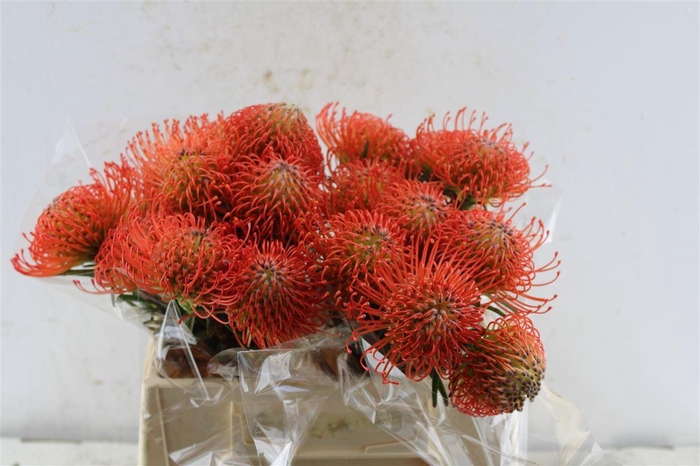 <h4>Leuco Co Succession</h4>