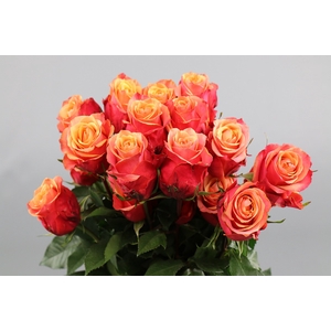 Rosa ec cherry brandy