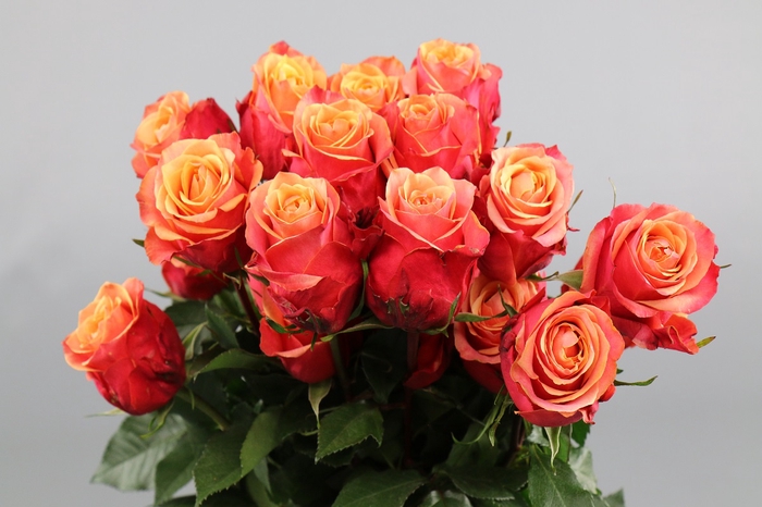 <h4>Rosa ec cherry brandy</h4>