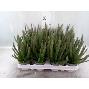 Calluna vulg. 'Skyline'   ...mix