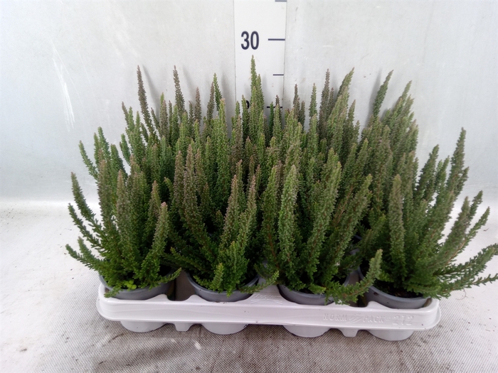 <h4>Calluna vulg. 'Skyline'   ...mix</h4>