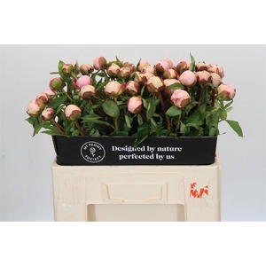 Paeonia angel cheeks