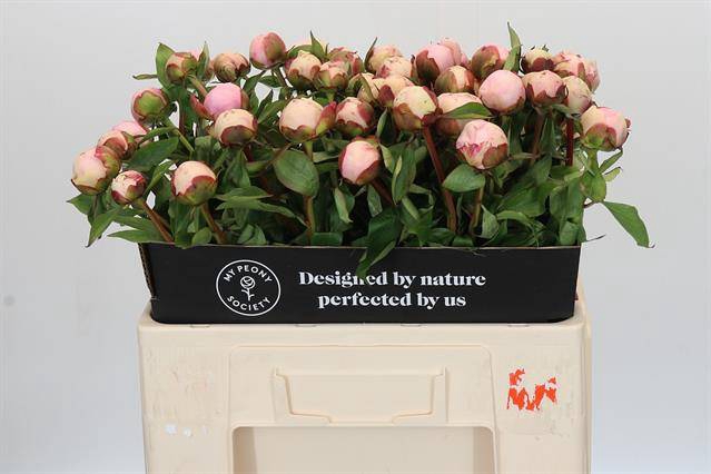 <h4>Paeonia angel cheeks</h4>