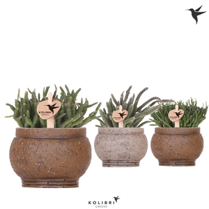 Kolibri Greens Rhipsalis mix in Ancient pot brown mix