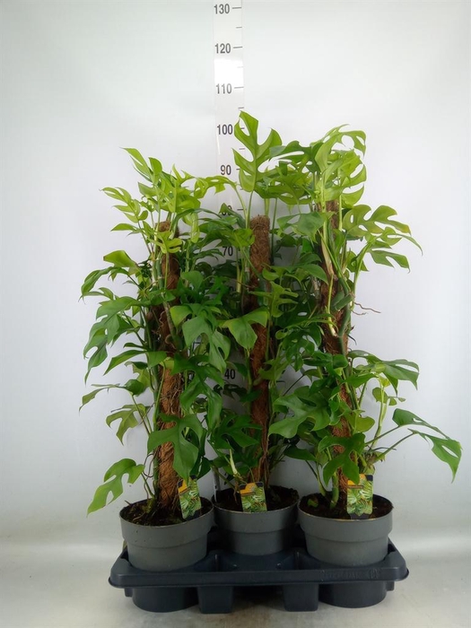 <h4>Philodendron ...</h4>