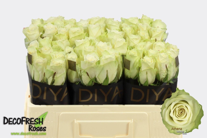 <h4>R Gr Athena</h4>