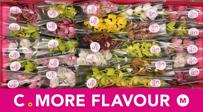 <h4>CYMB MI GEM</h4>